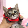 甘えた♪愛護センターから★糸(いと)ちゃん2ヵ月弱 サムネイル3