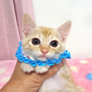 パステル茶トラ♪愛護センターから★ソラくん2ヵ月