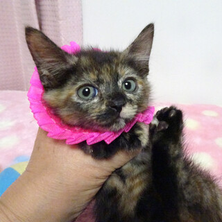 なれなれ♪愛護センターから★さっちゃん2ヵ月