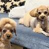 おしゃまどんな