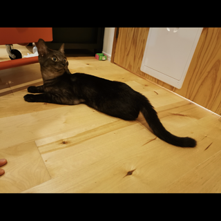 人懐こい黒トラ　避妊手術済みです