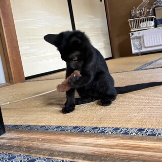 可愛い黒猫♡2ヶ月ワクチン済みでのお引き渡し♡