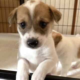 人馴れ◎2ヶ月位♂やまちゃん・保護犬