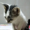 よく慣れた2ヶ月の「万太郎くん」【代理投稿】 サムネイル3