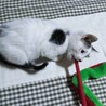 よく慣れた2ヶ月の「万太郎くん」【代理投稿】 サムネイル4