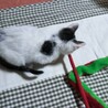 よく慣れた2ヶ月の「万太郎くん」【代理投稿】 サムネイル5