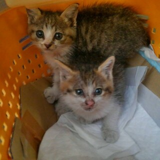 雑種の兄弟オス2匹。1匹だけでもOK