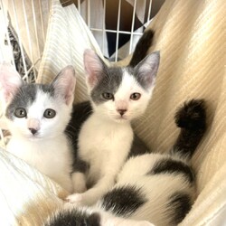 in瀬戸市☆子猫25匹～のミニ祭！2023年10月25日（水）～ ちーむ にゃいんず