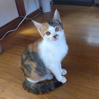 よく慣れた3ヶ月のかわいい「あおいちゃん」
