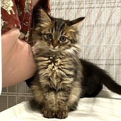 in瀬戸市☆子猫50匹～の超大祭！☆2023年10月29日（日）～ 非営利団体「ちーむ にゃいんず」