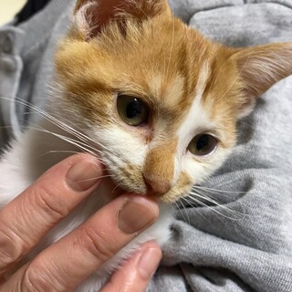 里親急募集！可愛いちびちゃん