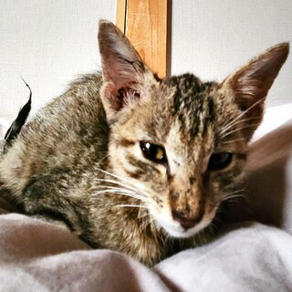 子猫の里親さん募集しています