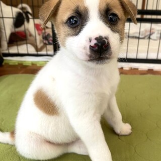 検討中・人馴れ◎1.5ヶ月位♂なかちゃん