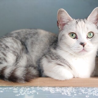 マンチカン短足女の子です