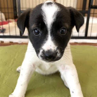 人馴れ◎1.5ヶ月位♀てんてんちゃん・保護犬