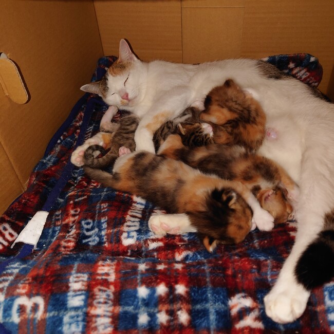 クルレオのカバー写真