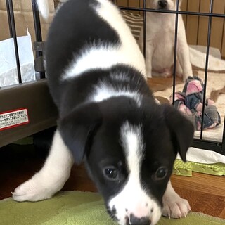 ※検討中・人馴れ◎1.5ヶ月位♀もーもーちゃん