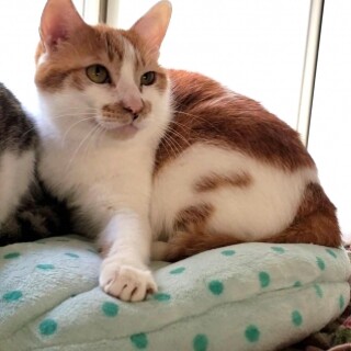 超怖がりでご縁がないです。他猫と卒なく過ごせます！