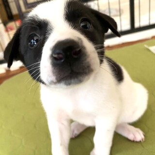 人馴れ◎1.5ヶ月位♀りんりんちゃん・保護犬