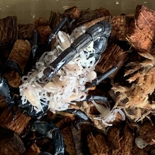 チャグロサソリ　1才　2才　2匹