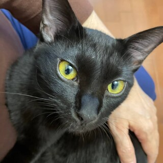人も猫も大好きで甘えん坊★めめくん