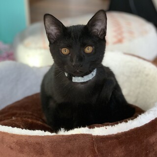 ３兄弟の黒猫くんの里親さん募集中。月齢10ヶ月