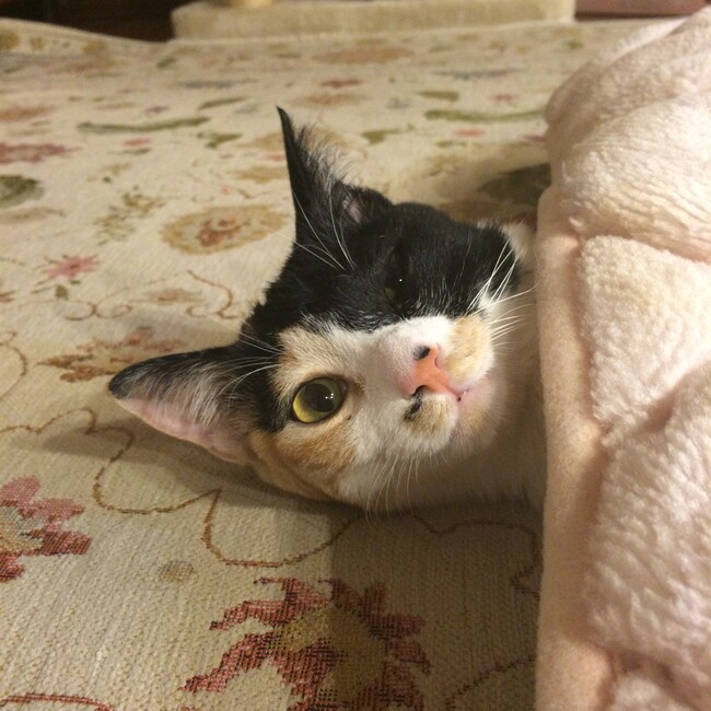 雛子ママのカバー写真