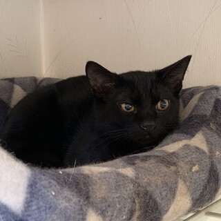 ３兄弟の黒猫くんの里親さん募集中。月齢４ヶ月