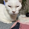 しろ