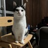 ミコ