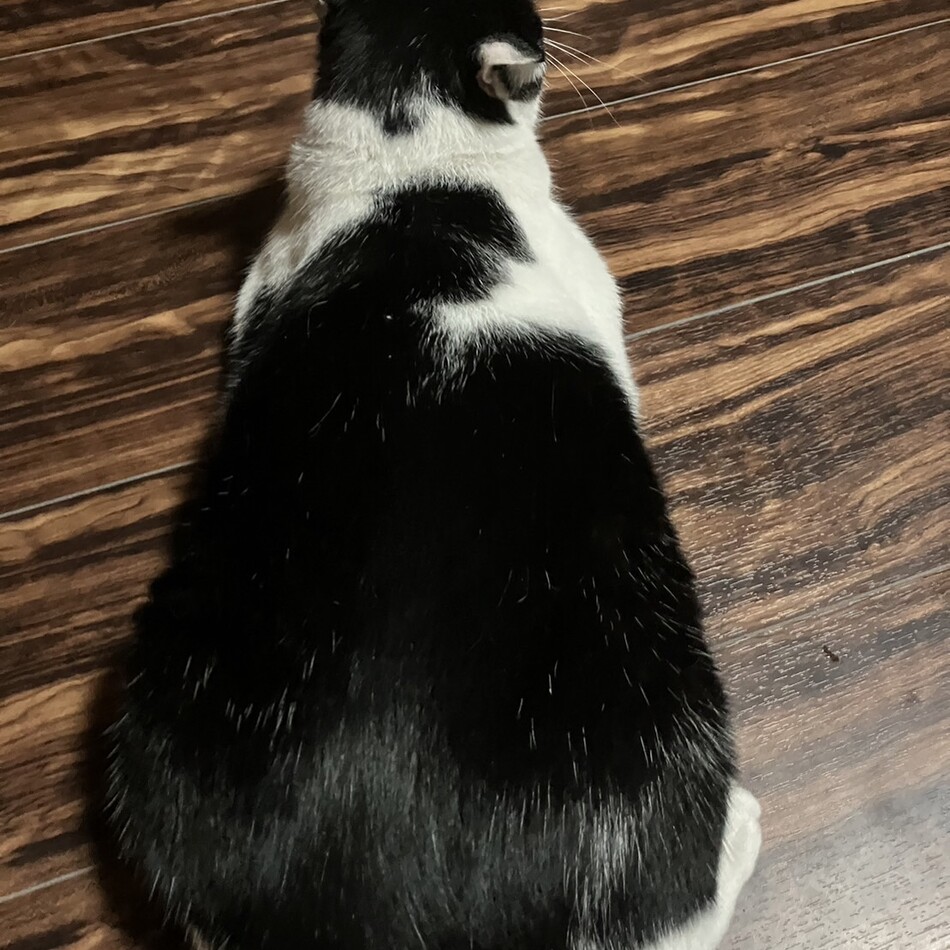 ミコのカバー写真