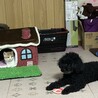 保護猫ナッツが来てくれるのが嬉しくておもちゃで誘っています