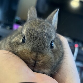 パパ：ミニレッキス　ママ・ネザーランドドワーフ