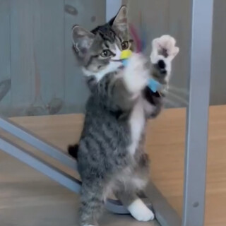  人懐こく目が大きく可愛いです！