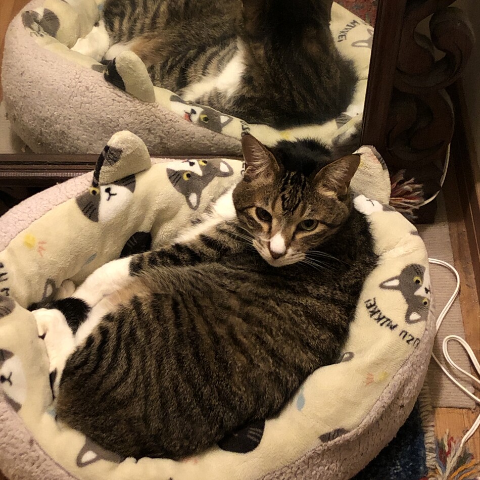 トラのカバー写真