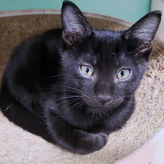 やんちゃなイケメン！シシくん