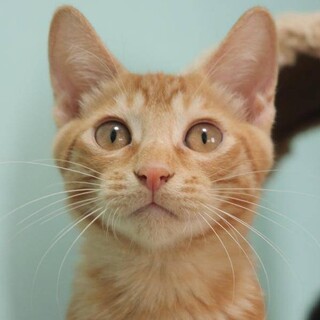 人間大好き甘えんぼ！ロジェくん