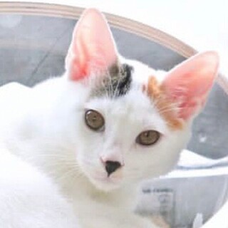 マイペースなお転婆 ミコちゃん