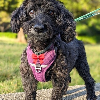 人も犬も大好き、毎日楽しいシニアトイプーカルム