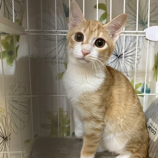 ツンデレのアン