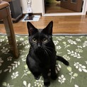 人が大好きな甘えん坊の黒猫