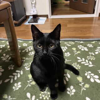 人が大好きな甘えん坊の黒猫