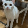 遊ぶの大好きな白猫 サムネイル2