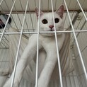 元気いっぱい白猫くん