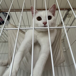 元気いっぱい白猫くん