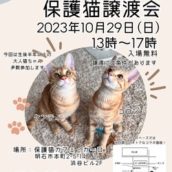 大人猫！！明石【譲渡会】Fan CAT with カーロ 第132回