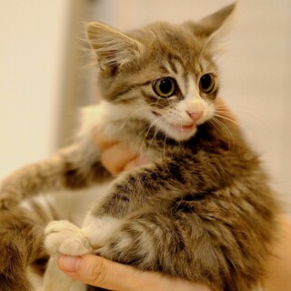 あぶぅあぶぅ♡家族ができました