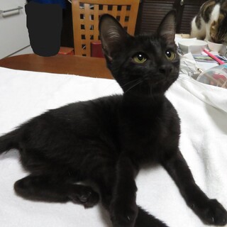 黒猫の元気な女の子