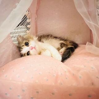 スコちゃん男の子♡