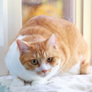 飼い主が入退院を繰り返しており飼育不可能な猫です